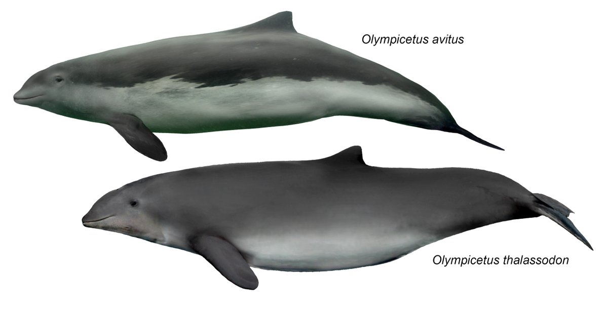 Olympicetus.
#AncientWhaleWeek #Oligocene #dolphin #cetacea #paleoart #Odontocetes