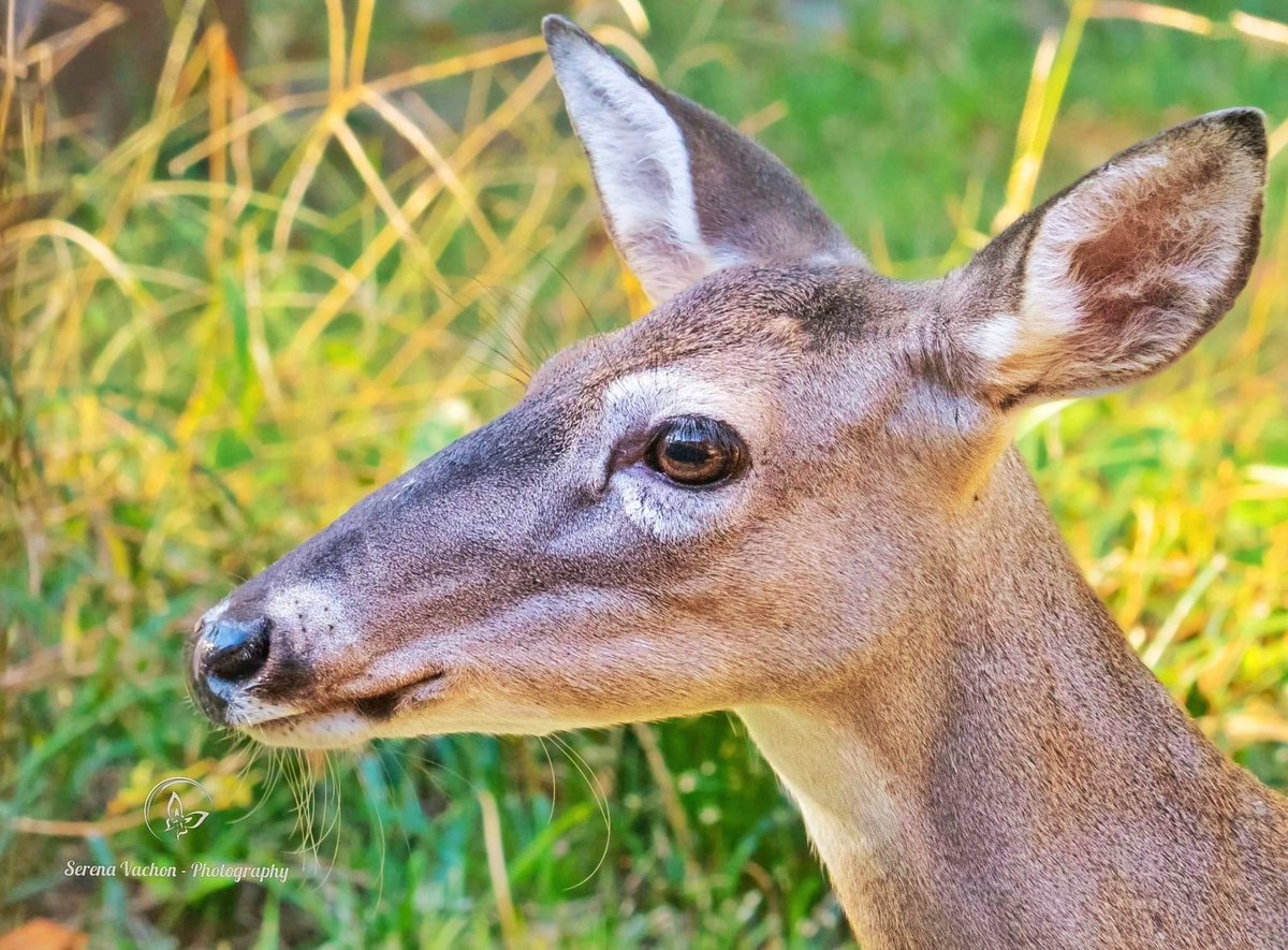 Serena Vachon - Photography tweet media