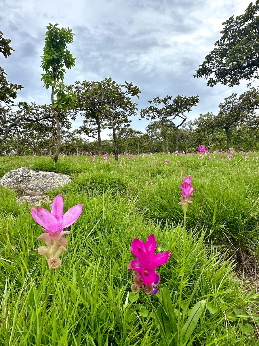 pilgrim_base's tweet photo. อรุณสวัสดิ์ชัยภูมิ มาเที่ยวชมทุ่งดอกกระเจียวตั้งแต่เช้าตรู่ สวยงามเกินจะเอื้อนเอ่ย ธรรม��าติสีเขียวของทุ่งหญ้าแลพฤกษานานาพรรณ สลับกับดอกกระเจียวสีชมพู งดงามยามเช้าจริงๆ 🍀🍃☘️🌿🌷🌷🍀🍃☘️🌿 #ทุ่งดอกกระเจียว #เที่ยวไทย #ชัยภูมิ #อุทยานแห่งชาติป่าหินงาม https://t.co/8AybVp8tEO
