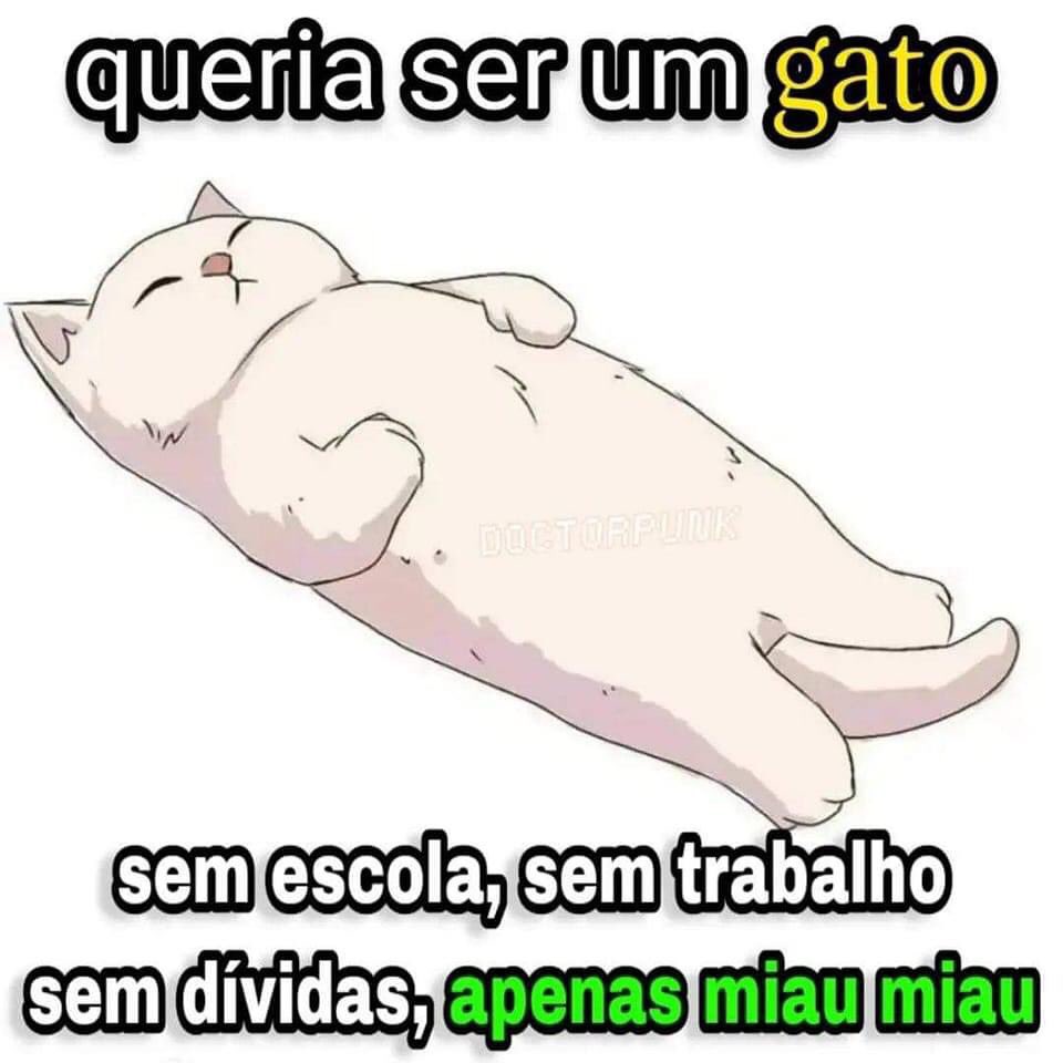 perfil dedicado a gatinhos e peitos (@odeiootaco) on Twitter photo 