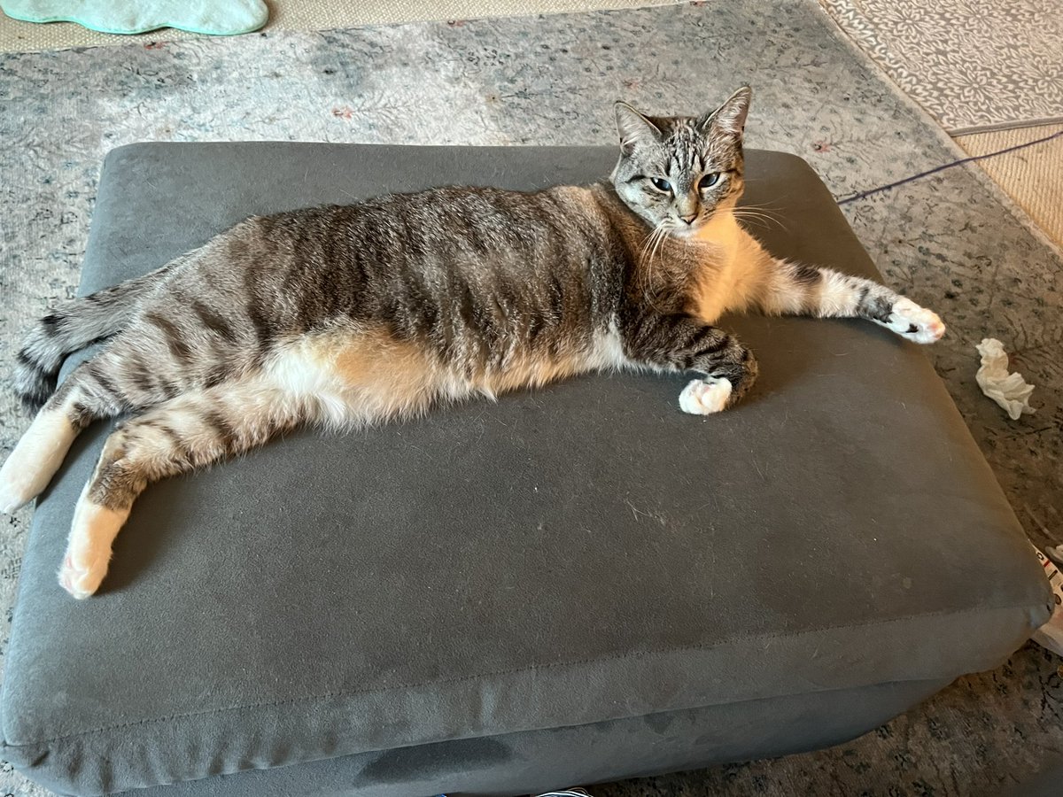 cocktailsfor2's tweet photo. My cat Hildy occupying the *entire* ottoman, rendering it unusable for human feet/legs…
#LongCatIsLong https://t.co/Zp75SkkQJ7