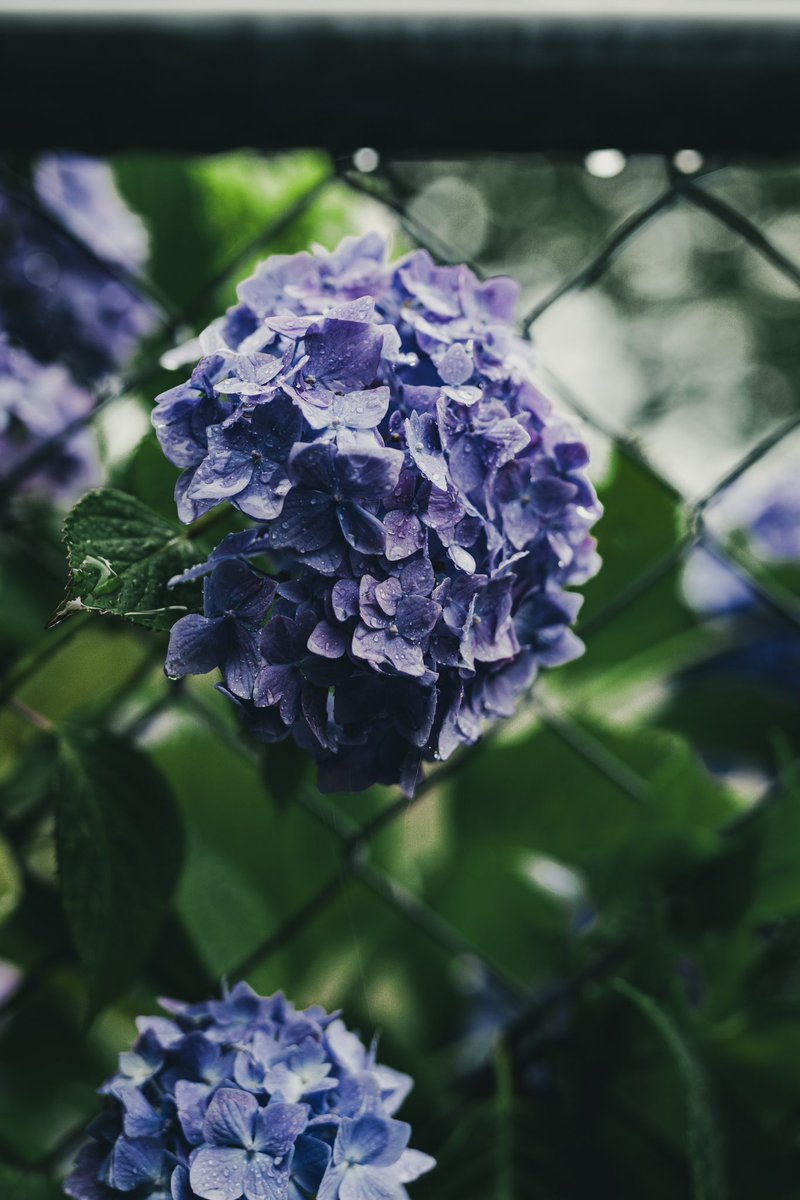 0019nt's tweet photo. 紫陽花 https://t.co/7ZDN0ymeqD