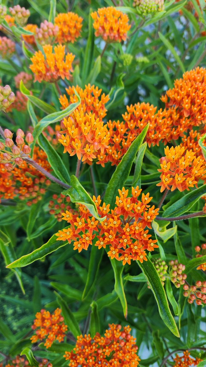 My neighbor's milkweed 

No monarchs 😢