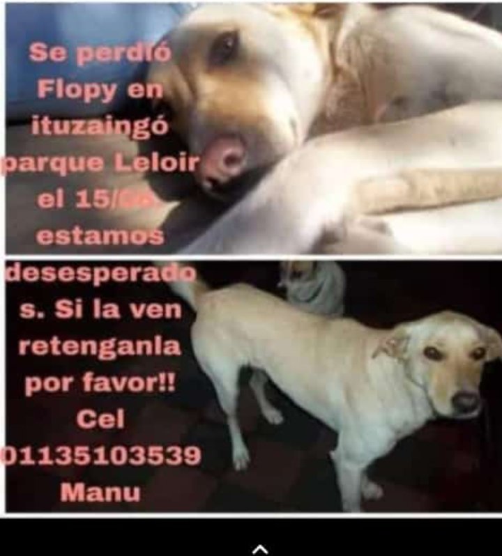 MALXIV's tweet image. Buscan a #Flopy perdida desde el 15/6 y 20/6 subió en #Castelar al #TrenSarmiento  sentido #Once
Si la ven🙏retenerla y avisar a contacto Manu
al📲01135103539
Difundir 👉G r a c i a s