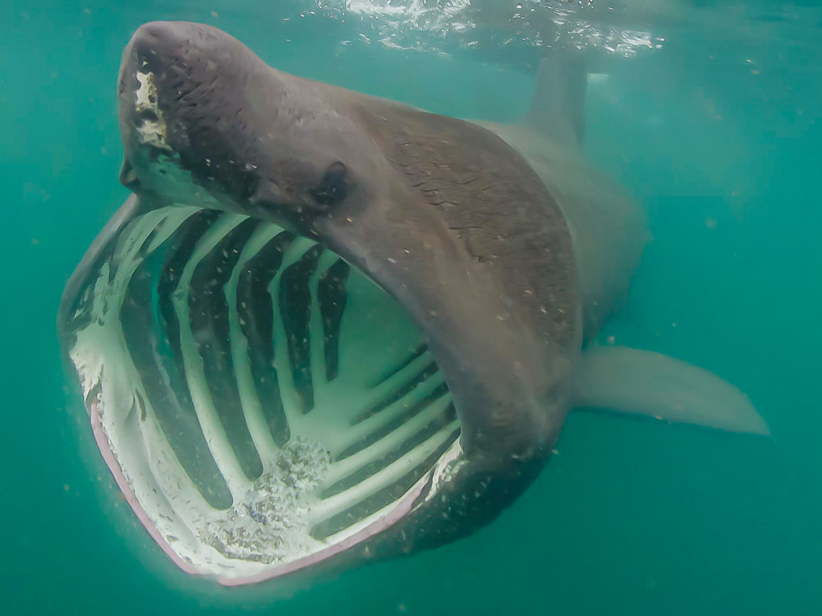 ♡ Basking Shark