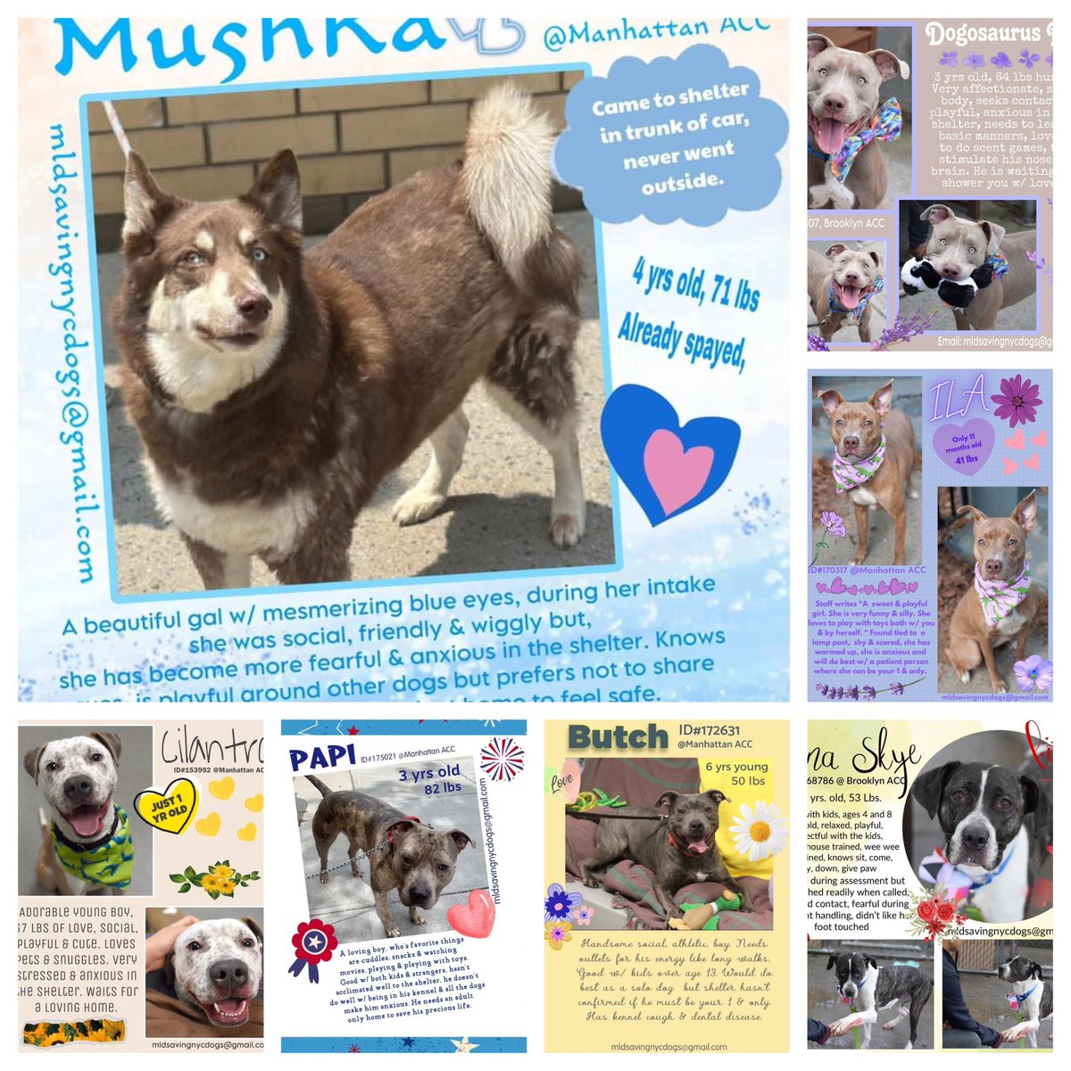 Please see tweets below for Mushka, Dogosaurus Rex, Ila, Cilantro, Papi, Butch and Luna Skye - they are not getting a lot of attention and need some RTs and pledges if you can. Their tweets are in the replies. Thank you so much.