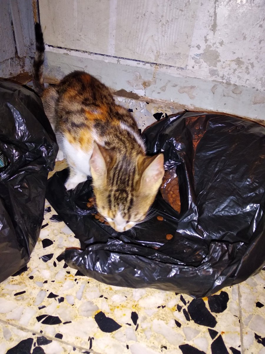 nour_maryam's tweet photo. A new rescue ... 🐾

#Cats #Rescue #Street .

 #Gaza #Maryam #Caramal #Milo . https://t.co/Xff2GwhMSf