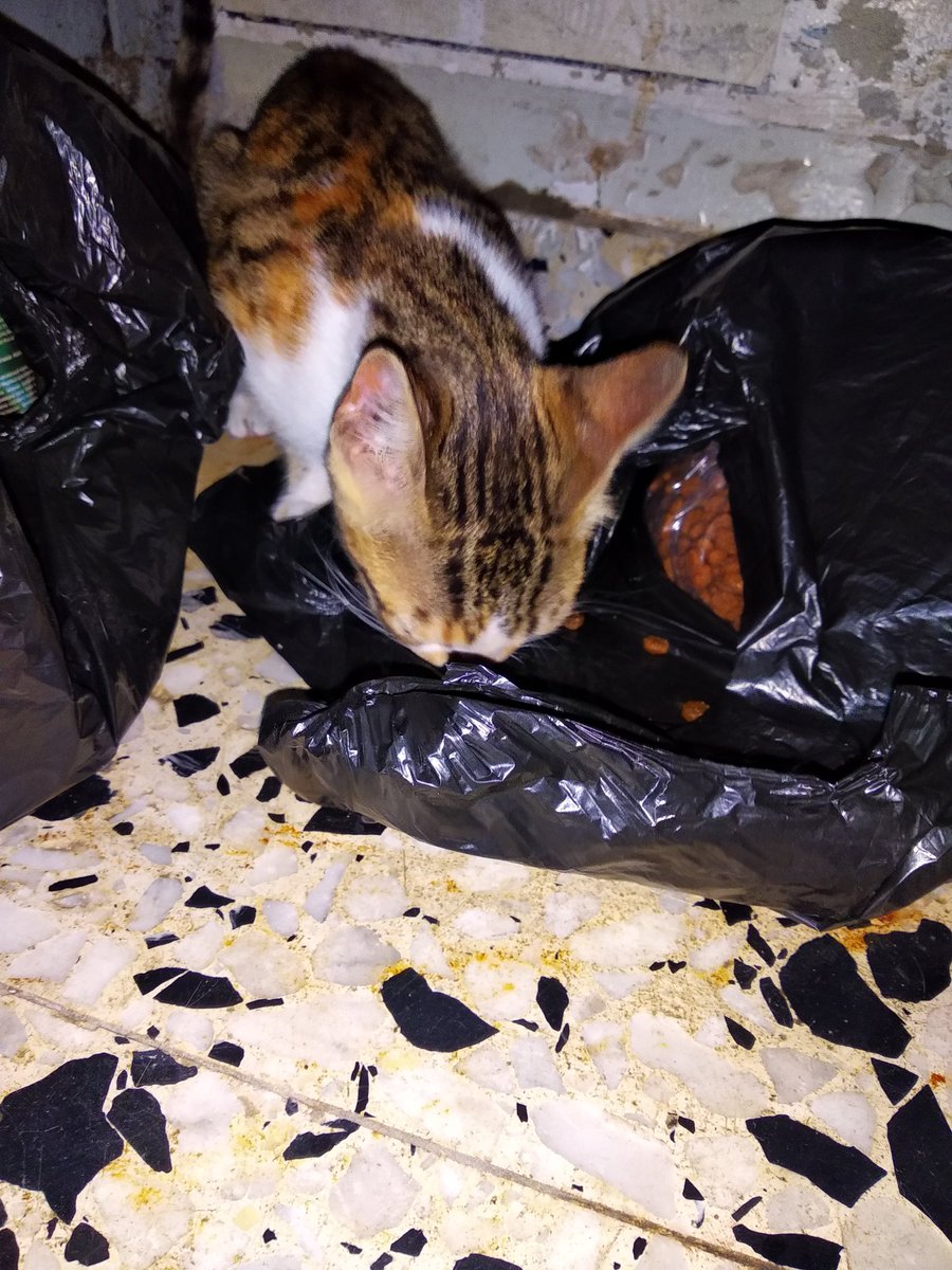 nour_maryam's tweet photo. A new rescue ... 🐾

#Cats #Rescue #Street .

 #Gaza #Maryam #Caramal #Milo . https://t.co/Xff2GwhMSf