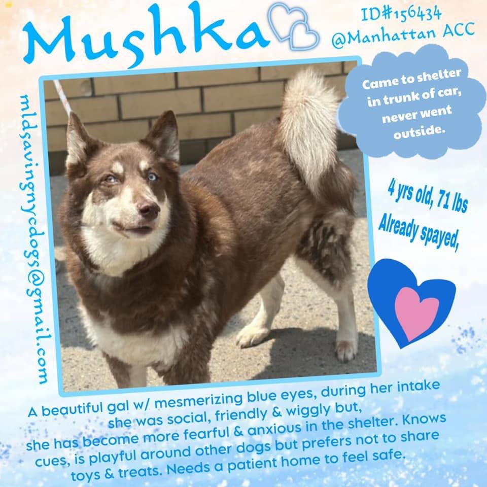 Social, friendly and tail wagging Mushka 156434 is a proven family pet - but she’s anxious in NYCACC and TBK Saturday. Age 4, she knows her commands, is house trained, easily leashed and described as “loving, and being the best doorbell on the market”. We need to save her - she