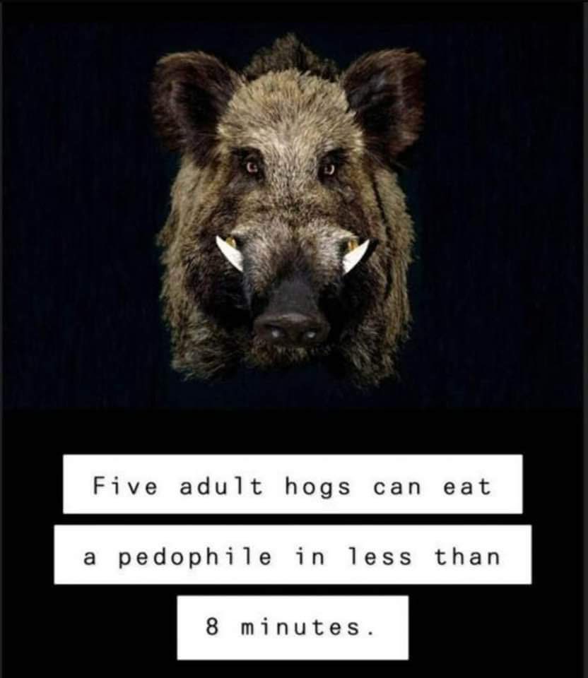 Cry havoc and let slip the hogs of war…😁 #PedophileLivesDontMatter