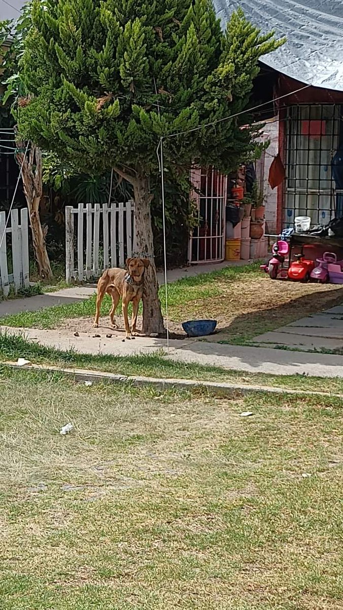 amilindaheidi's tweet photo. denunciar a este tipo.. el perrito con este sol lo tienen afuera con una  cadena de 30cm...no se puede ni acostar ... No tiene agua y está en  perrito tiene mucho miedo y ladra a quien se acerca....la dirección es ...cerrada monte Ararat..geo villas de Terranova Acolman Ecatepec https://t.co/mwTXorvhVd