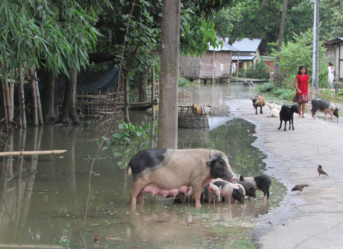 Seeking shelter!
#AssamFloods #Majuli