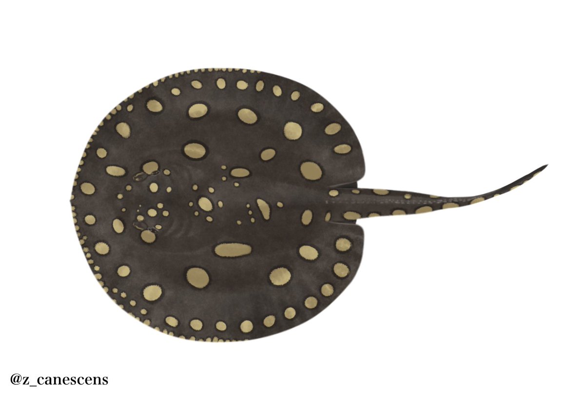 Bigtooth river stingray　Potamotrygon henlei (Castelnau, 1855)