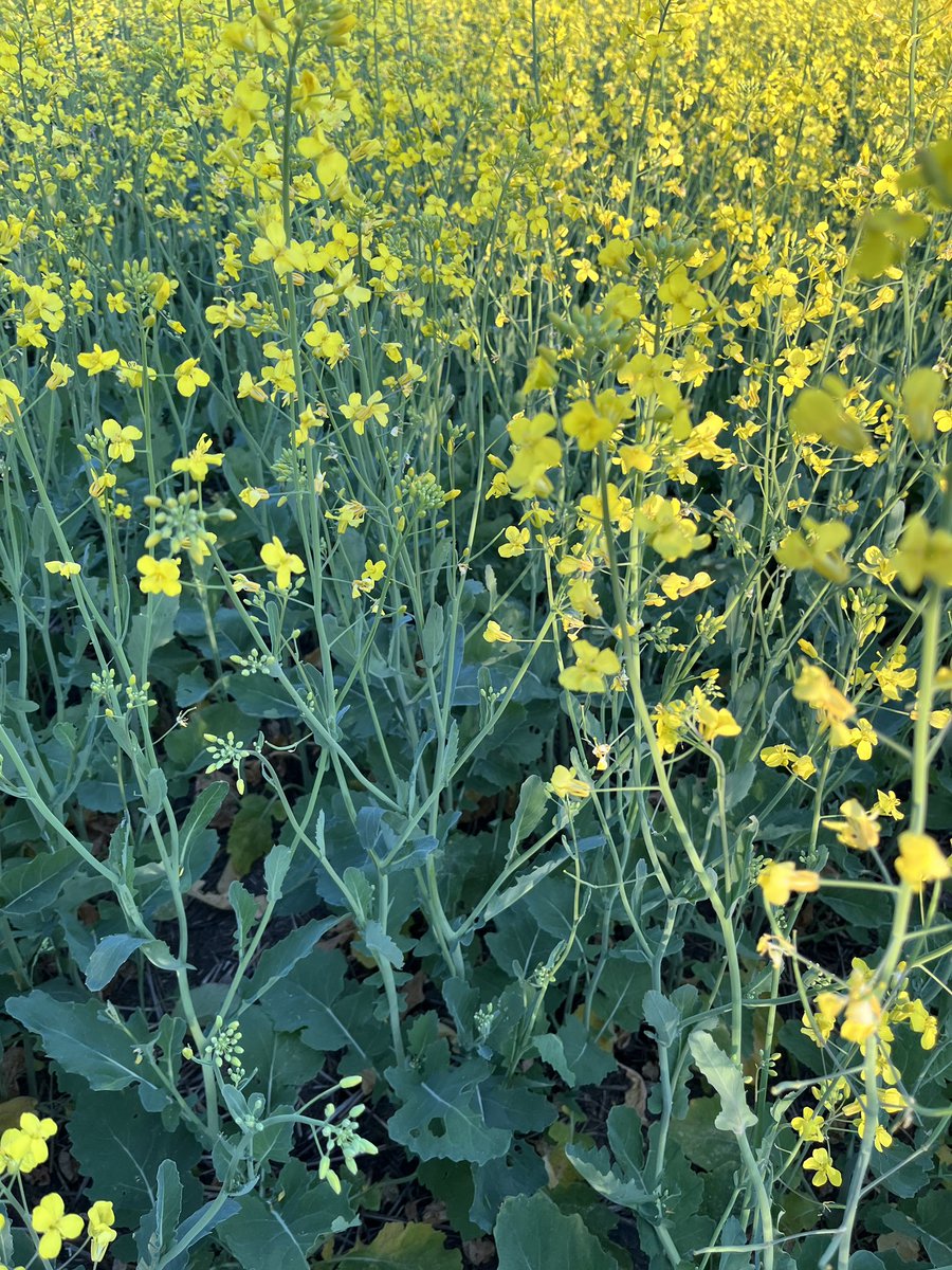 Trinitybiochem's tweet image. Rank 36 day old #canola, limerick, sk. Treated with #Fullbore at herbicide and ready for a second pass to increase the flowering of this plant. #Trinitybiochem