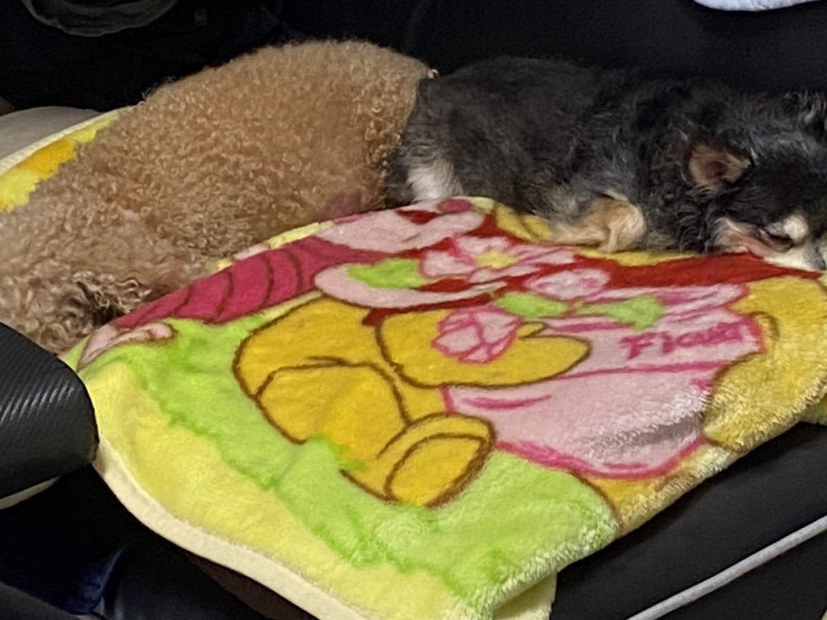 今日は朝からジム行って、
帰ってきたらコレ↓
きゃわいいのー
お尻とお尻がくっ付いちゃいました(´>∀<｀)ゝ