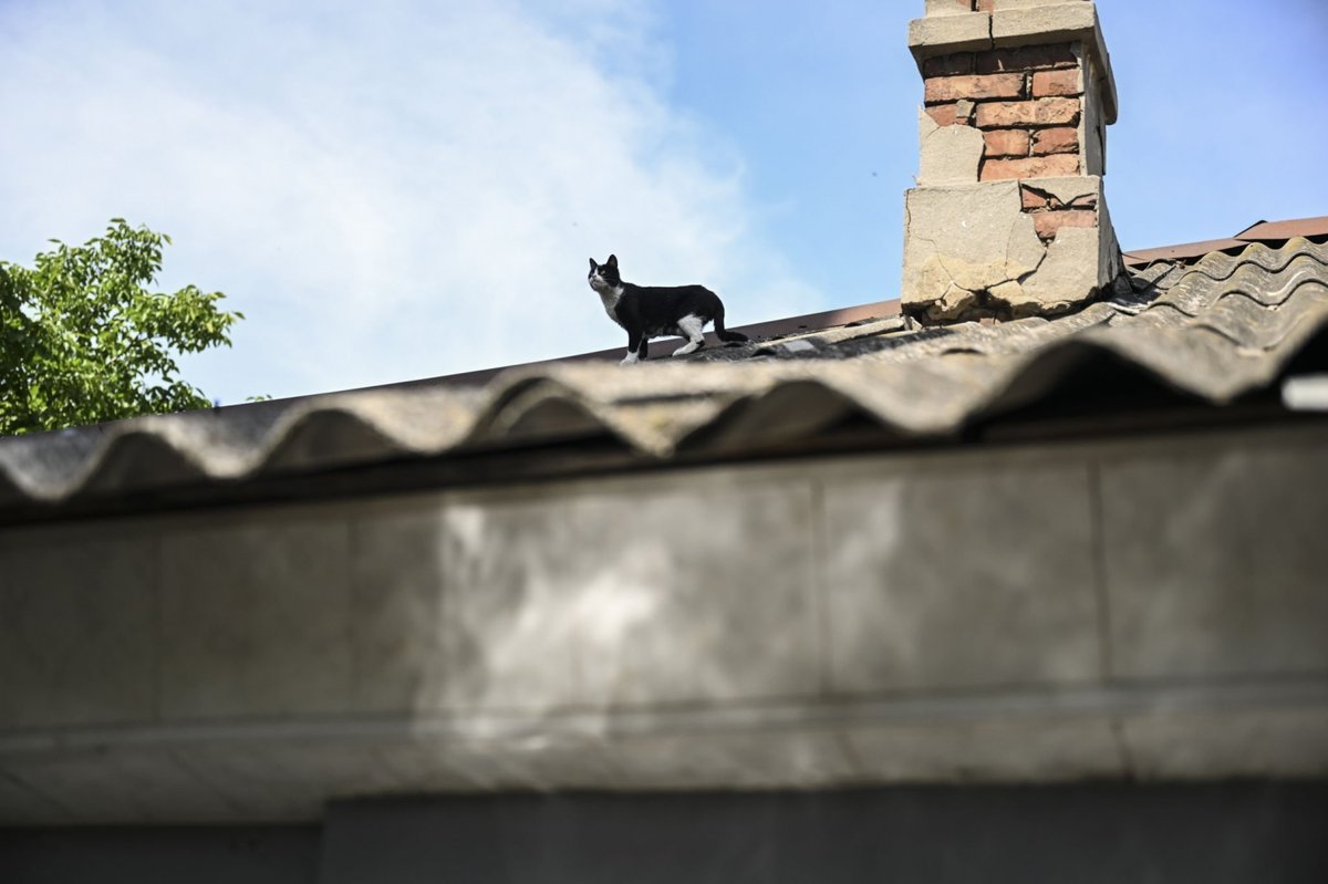 Feline Defence Force 🇺🇦 tweet media