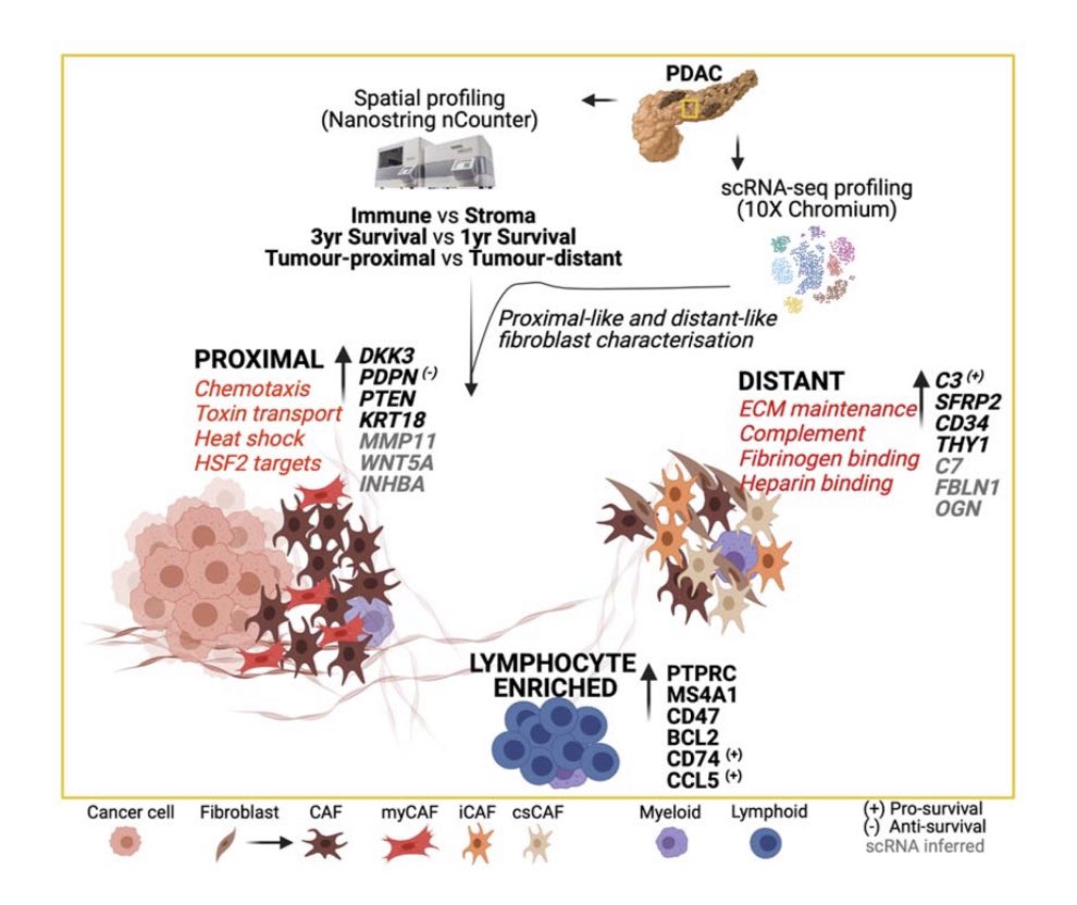 Spatial determination and prognostic impact of the fibroblast transcriptome in #PancreaticCancer 
elifesciences.org/articles/86125
Tumor proximity determines state:
“Tumor proximal” - enriched in myCAFs, wnt ligands 
“Tumor distant” - enriched in iCAFs, complement, wnt inhibitory signals
