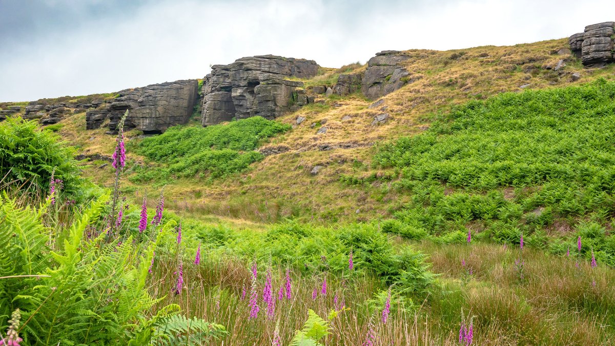 The Emily Stone, located high on the moors above Ogden Clough, is inscribed with a poem by Kate Bush, dedicated to Emily Brontë and Wuthering Heights.
Mother Nature is doing her best to reclaim the stone and obscure the writing, which seems quite apt.