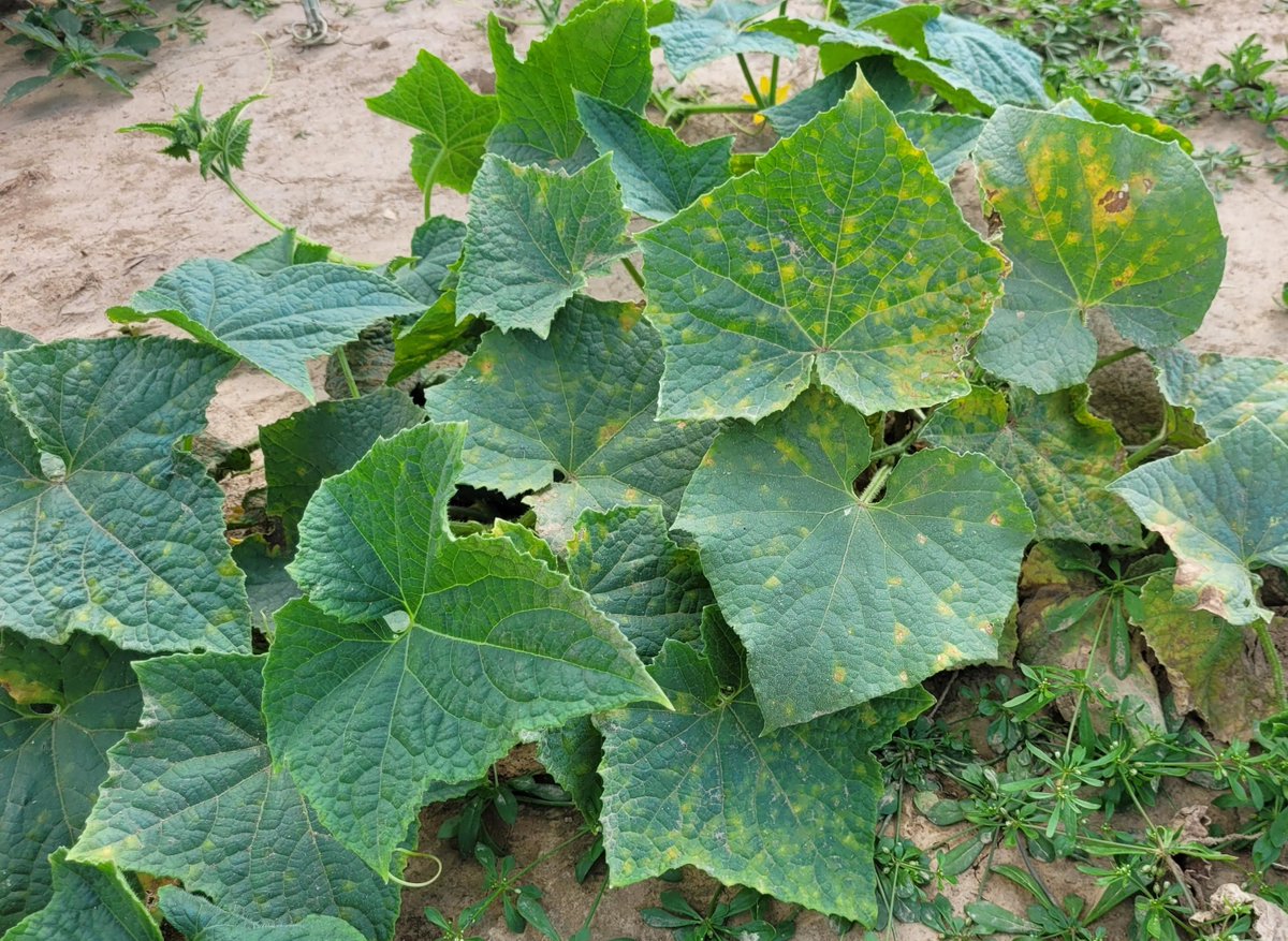 Due to recent cool temps and rain, cucumber/melon growers in northern Ohio should intensify scouting for downy mildew. There have been no reports in the Great Lakes Region yet, but we are are approaching the date we normally first see this disease. go.osu.edu/CbEq