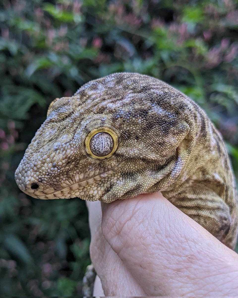 The eyes on these are wild!
.
.
.
#ScalyCrew #reptiles #leachianus #rhacodactylus #gecko #giantgecko #leachiegecko #rhacodactylusleachianus #newcaledoniangecko #newcaledonia #eyes #petgecko #geckobreeder