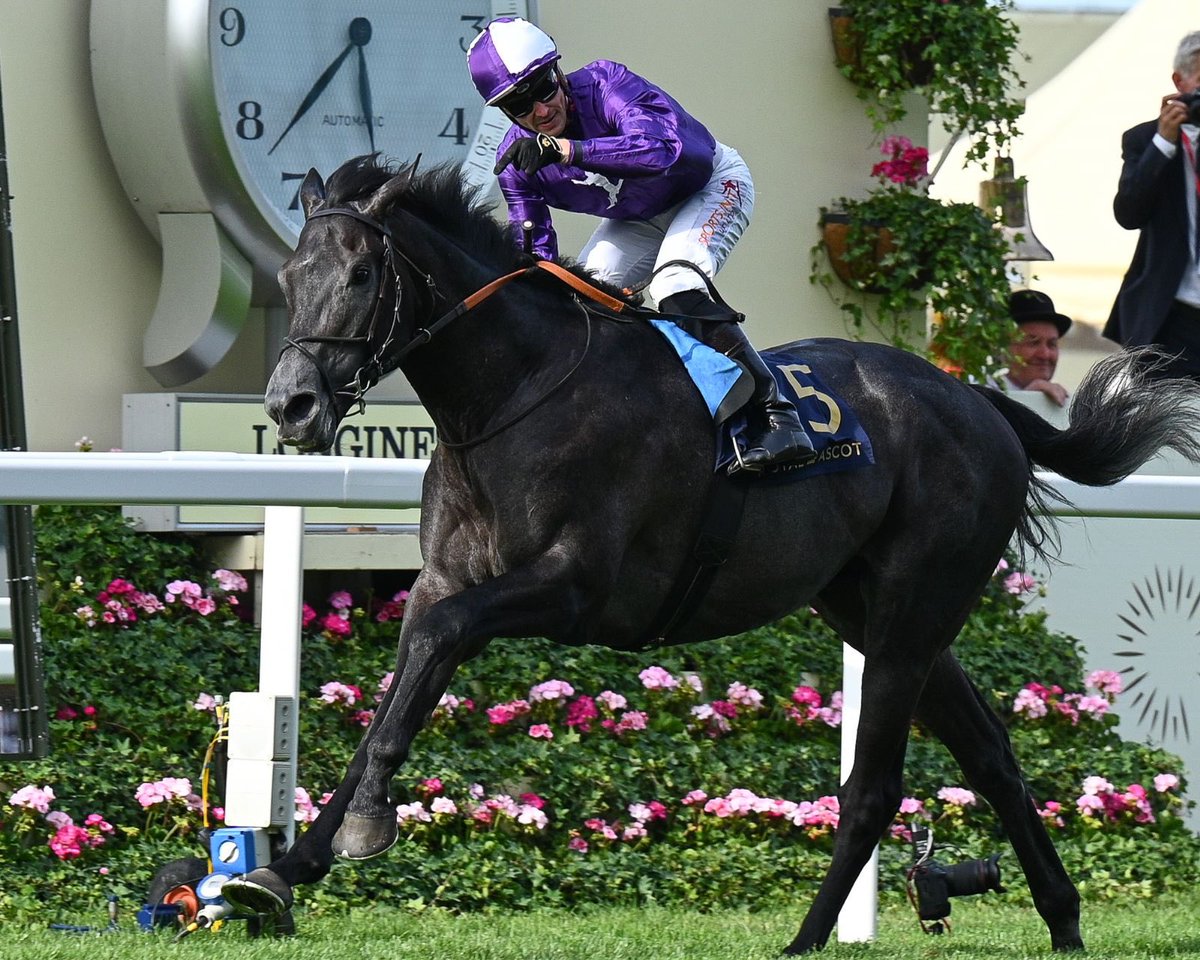 SwettenhamStud's tweet photo. #KINGOFSTEEL (Wootton Bassett 3C) records a scintillating win in G2 King Edward V11 Stks (2000m) at Royal Ascot for Tr @varianstable & Jk #KevinStott..@SwettenhamStud will stand Wootton Bassett G1 son #WOODED in 2023 ..thanks to @sezzapixx_ @sarah_ebbett for pics https://t.co/hVGyFO9L6b