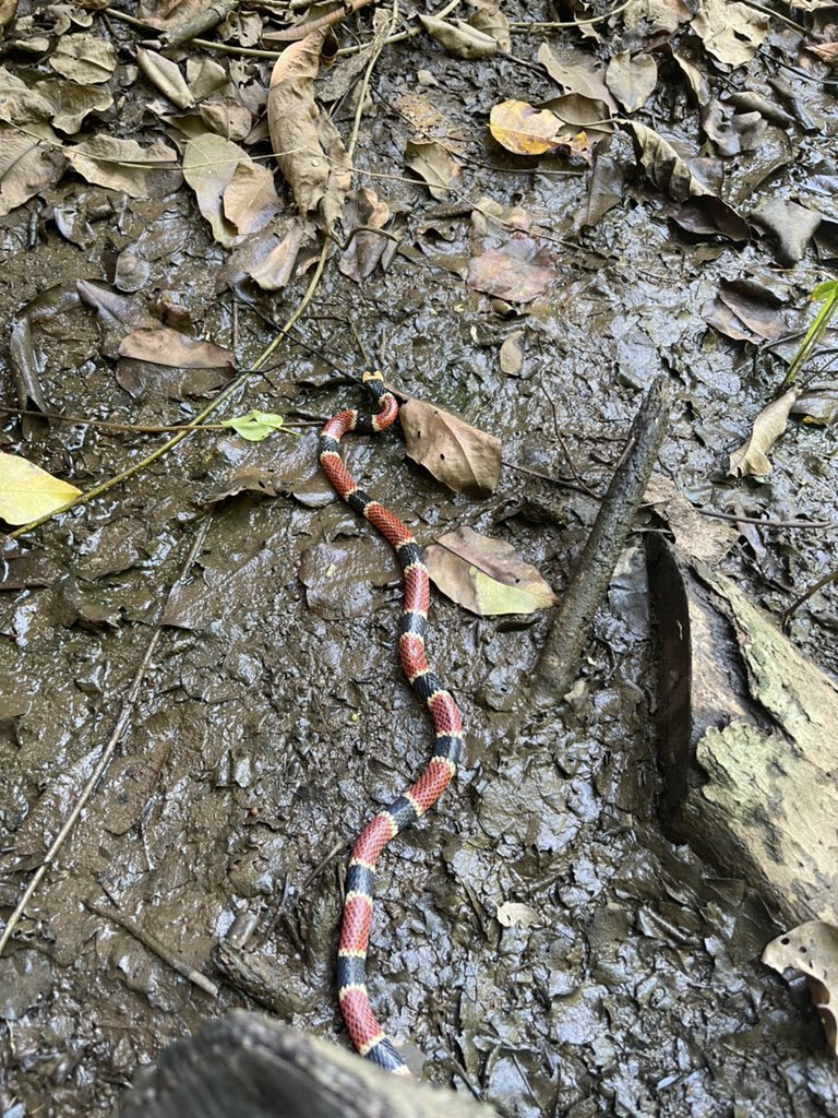 First snake of Costa Rica 😍