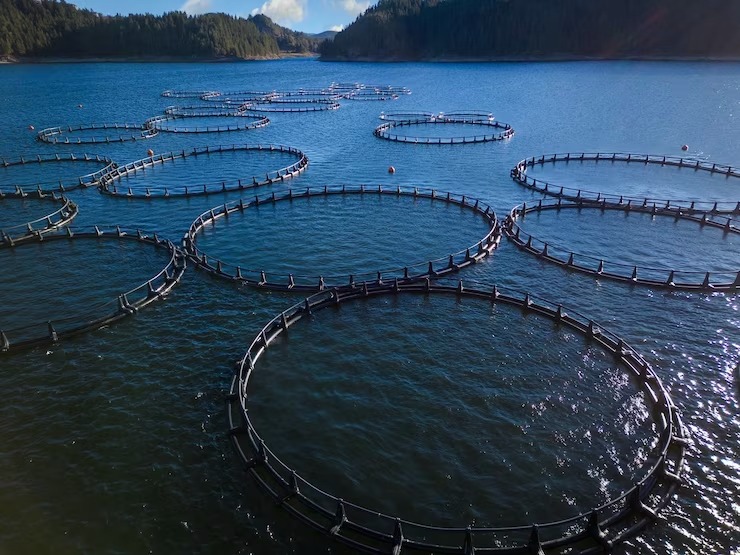 🌍Overcoming these barriers requires collaboration, innovation, and policy reforms. Let's work together to create an enabling environment for sustainable organic aquaculture and ensure a resilient future for our oceans and communities.🐟🌱 #SustainableAquaculture #BarrierBreakers