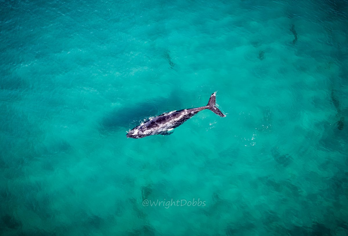 Sat down to edit a few more from Australia this afternoon. These were from a visit to #AnnaBay and the area around #PortStephens in #NewSouthWales. These were captured on June 12th. This is the start of over 15 miles of #sanddunes along the #NSW coastline.