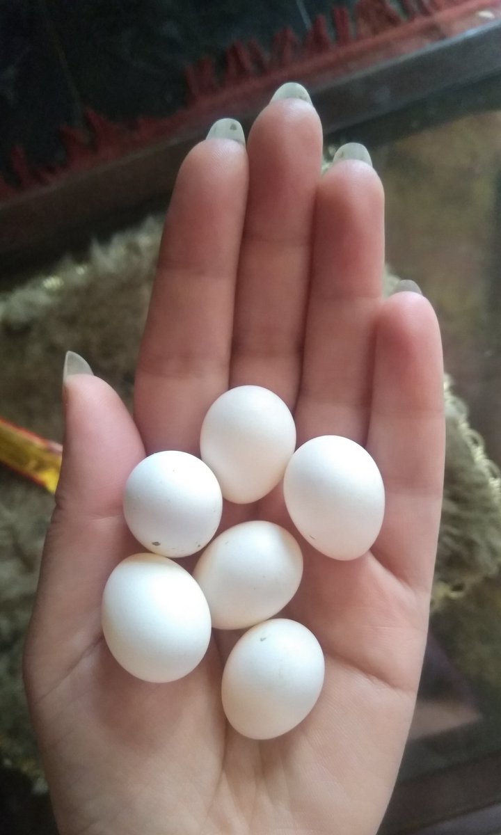 maishreeef's tweet photo. السنه دي مش هادبح حيوان...السنه دي هادبح بيض ان شاء الله 🥚 https://t.co/gXGnKuZg7c