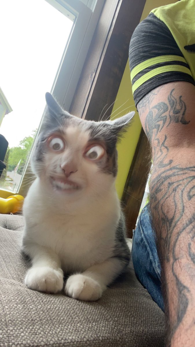 ParanormalNate's tweet photo. Some filters are not meant for use on the cats…this is far from ok 😂😂😂 #funnycat #CatsOfTwitter #filters #herekitty https://t.co/WSTdYWK5Nh