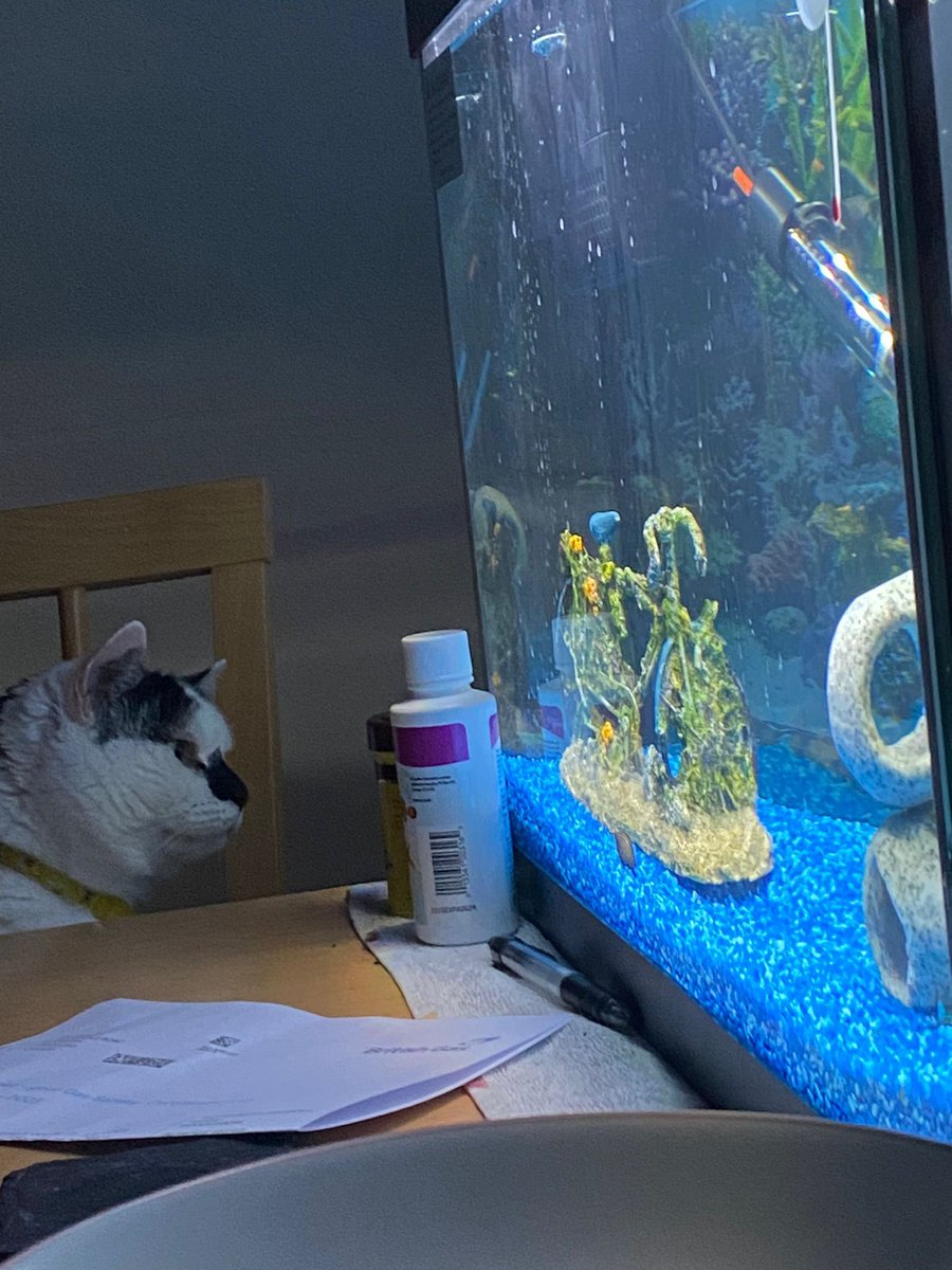 bella_rescue's tweet photo. Mum and dad have got fish!! Why didn’t they tell me? And when will these silly things jump into my bowl? I can see I’m going to have to sit here on guard duty! 🐾

#CatsOnTwitter #CatsOfTwitter https://t.co/g425f9GqID