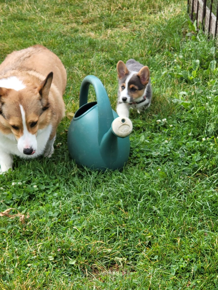 CorgiZowie's tweet image. Mom and Dad decided on Zowie pronounced Zoey. Love you big brother! @CorgiDuncan #CorgiLover #Bowie #Corgicrew #Corgi @ManMadeMoon