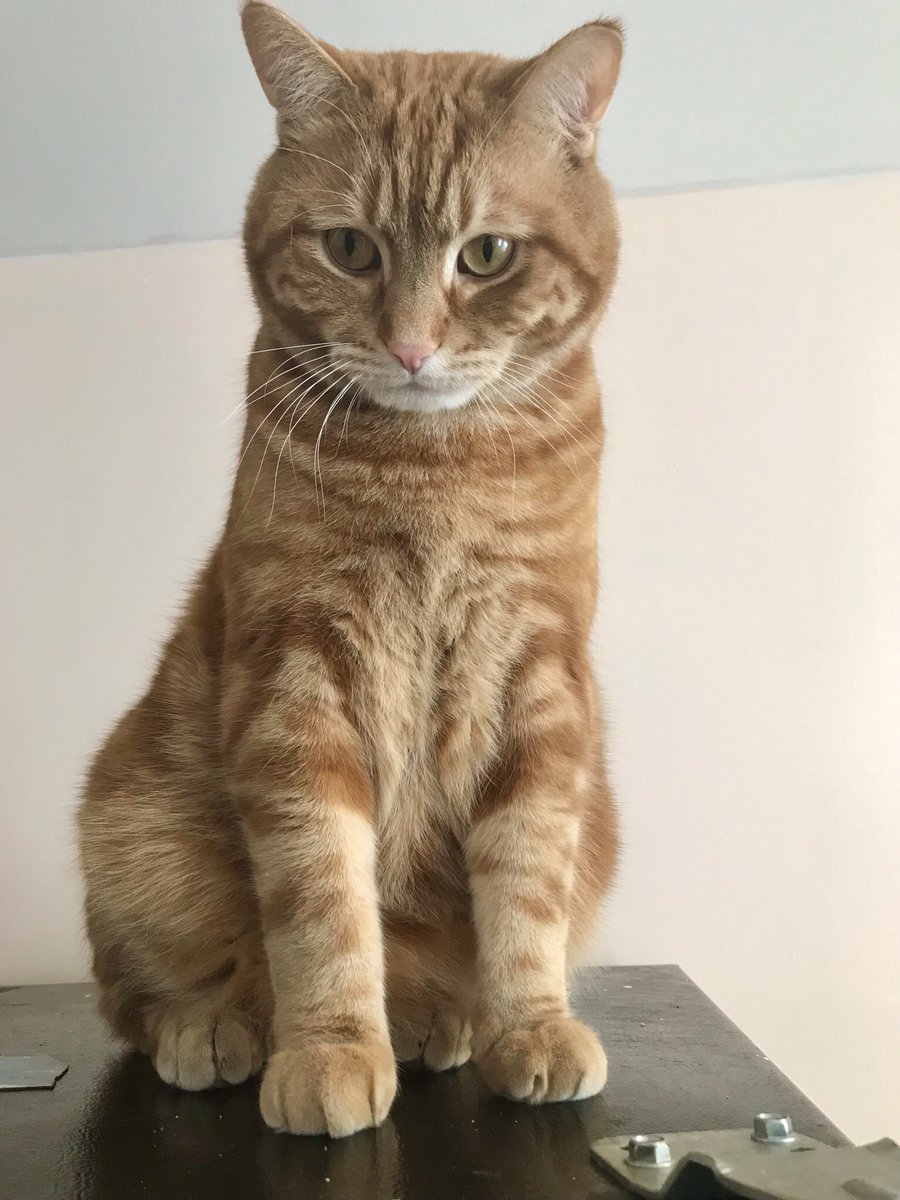 kaybaura's tweet photo. #CatWorldDominationDay https://t.co/a9Uv6WxXfy
