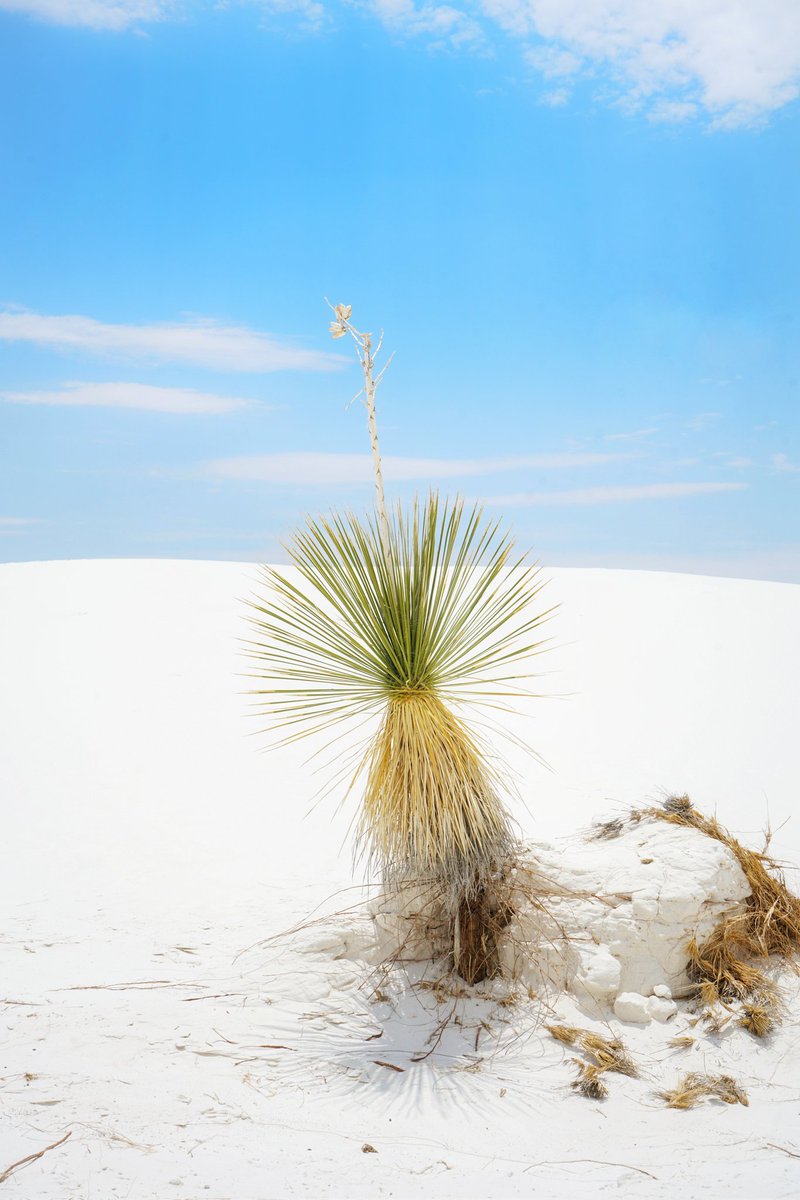 Planthropology Podcast🌵 tweet media