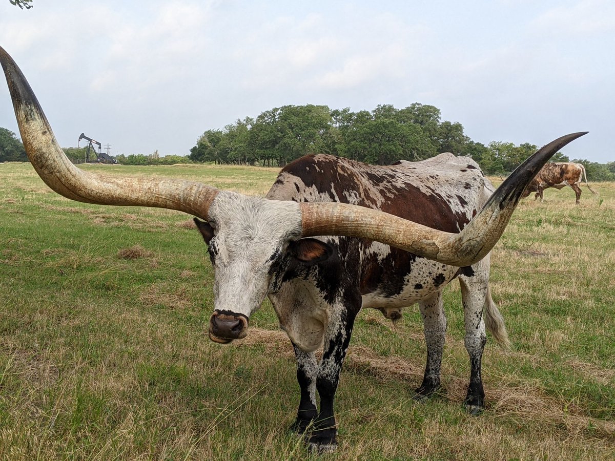 WickWrites's tweet photo. A longhorn guarding an oil well: this is Texas!๐ค
#lifeinTexas #Texasliving #Texasbackroads #ranching #lookslikeTexas #dontmesswithTexas #countrylife #rurallife #ruralbackroads #onlyinTexas https://t.co/z1VolMR8Wu