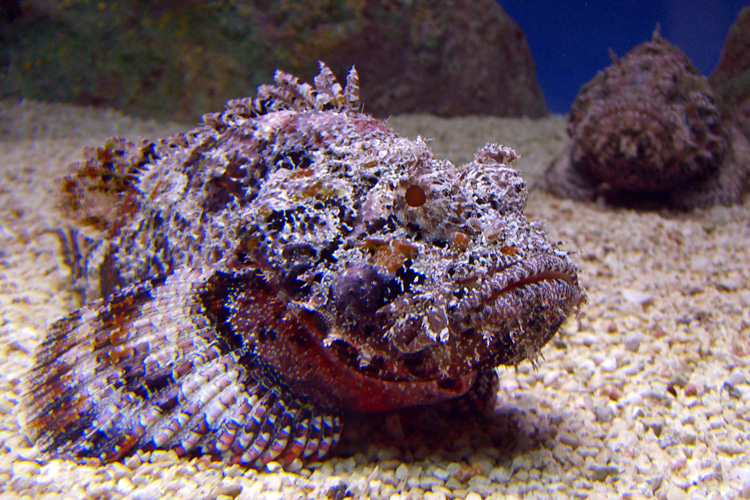 nature really is a bitch because the stonefish has one of the most toxic and painful stings of any animal ever, and yet it's incredibly good at camouflaging so you'll almost never see it unless you're specifically looking for it, AND they're commonly found in very shallow waters