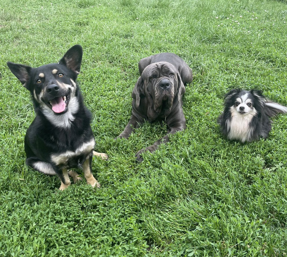 My Dog's Daycare 🇨🇦 tweet media