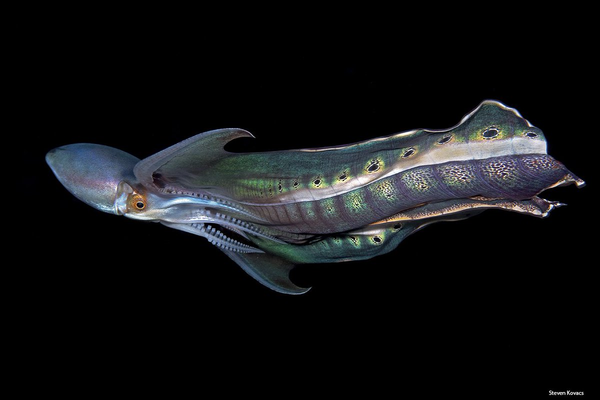 Steven Kovacs on Twitter "Blanket Octopus showing off its "blanket