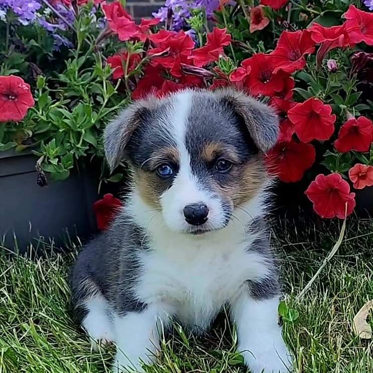CorgiZowie's tweet image. I was only 5 weeks old.
@CorgiDuncan #Corgi #corgicrew #dogsoftwitter
