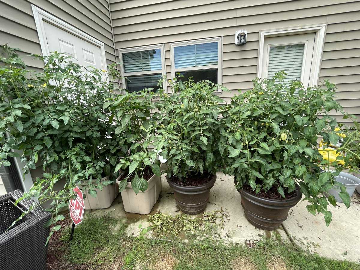 Amy McEvoy tweet media