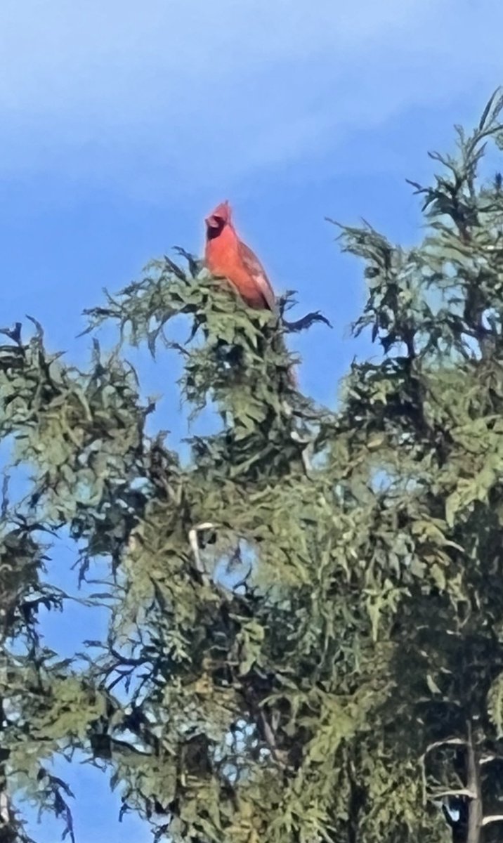 Beautiful Cardinal outside my dads .. we don’t have these in MANITOBA 👊🏻🇨🇦👊🏻