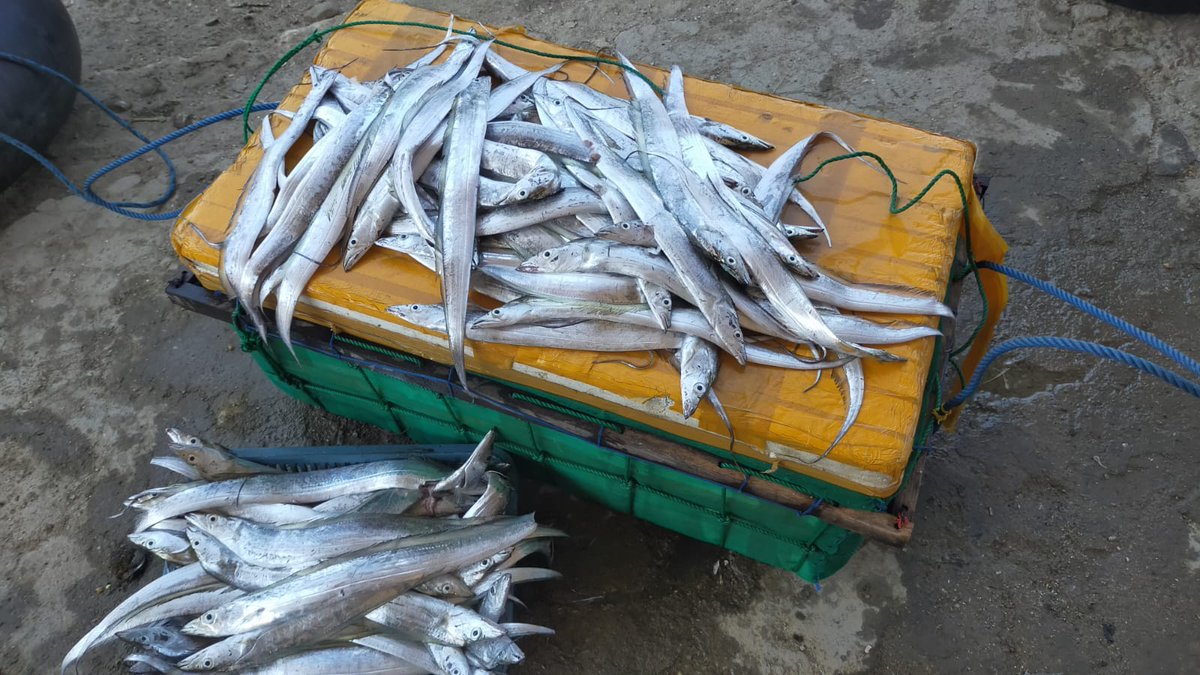 13Citranf's tweet photo. Jum'at(16/06), Citra NF, Luhkan #Pmekasan, a.n Bapak Hafi, Ds Tlesah, melaporkan produksi tangkapan bln juni 2023, alt tangkap dogol, jenis ikan layur 38 kg hrg 25rb/kg
#GiatLuhkanSatminkalBwi
#luhlapor 
#tangkap
@bppp_banyuwangi
@puslatluhkp @brsdm_kp https://t.co/2m4xhpMlTS