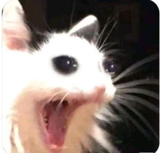 Hardeach_YLee's tweet image. assistindo bela, a feia pela primeira vez na vida e me encontro completamente apaixonada por giselle itie mds