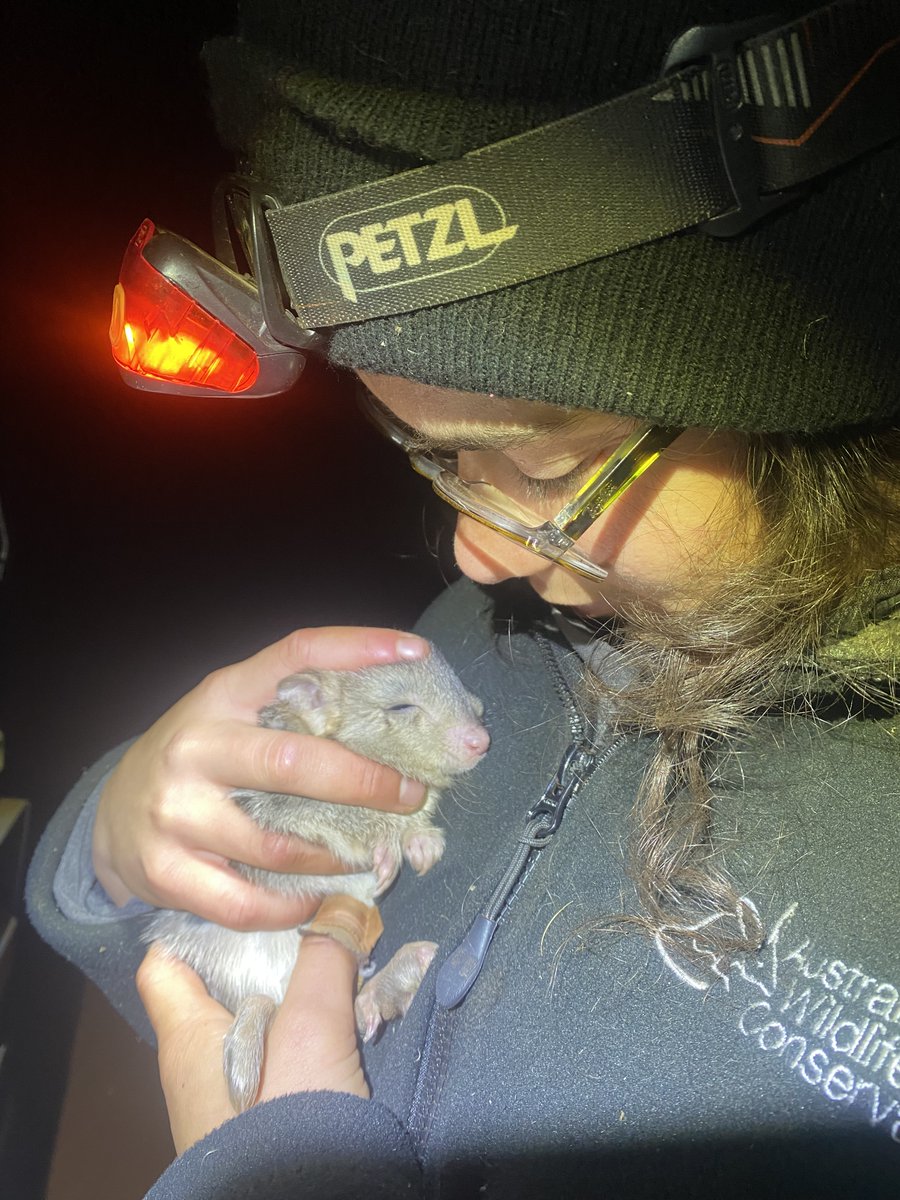 Australian Wildlife Conservancy tweet media