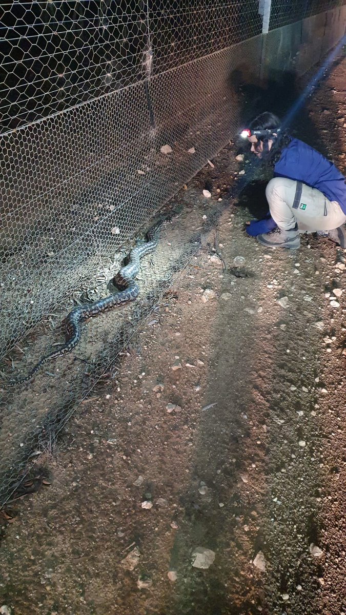 Australian Wildlife Conservancy tweet media