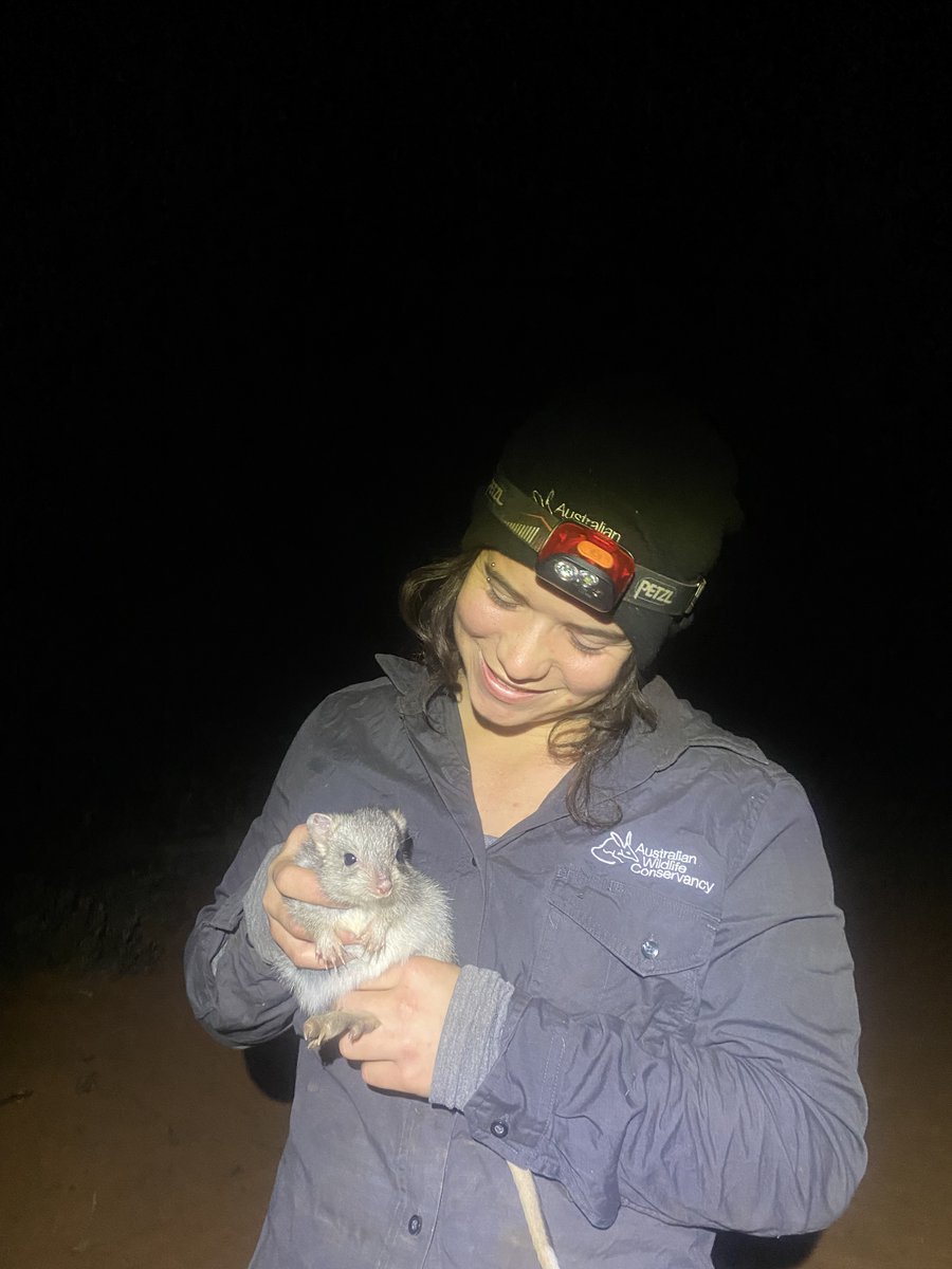 Australian Wildlife Conservancy tweet media