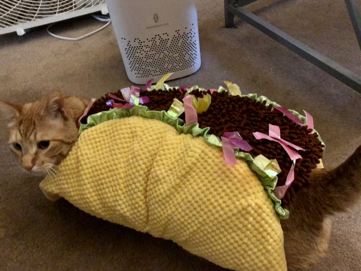 bcbull's tweet photo. Nacho ordinary cat, let’s taco’bout it 🌮😼#Caturday #CatsOfTwitter #catsofnpr #cats https://t.co/8iAwwyUeg0