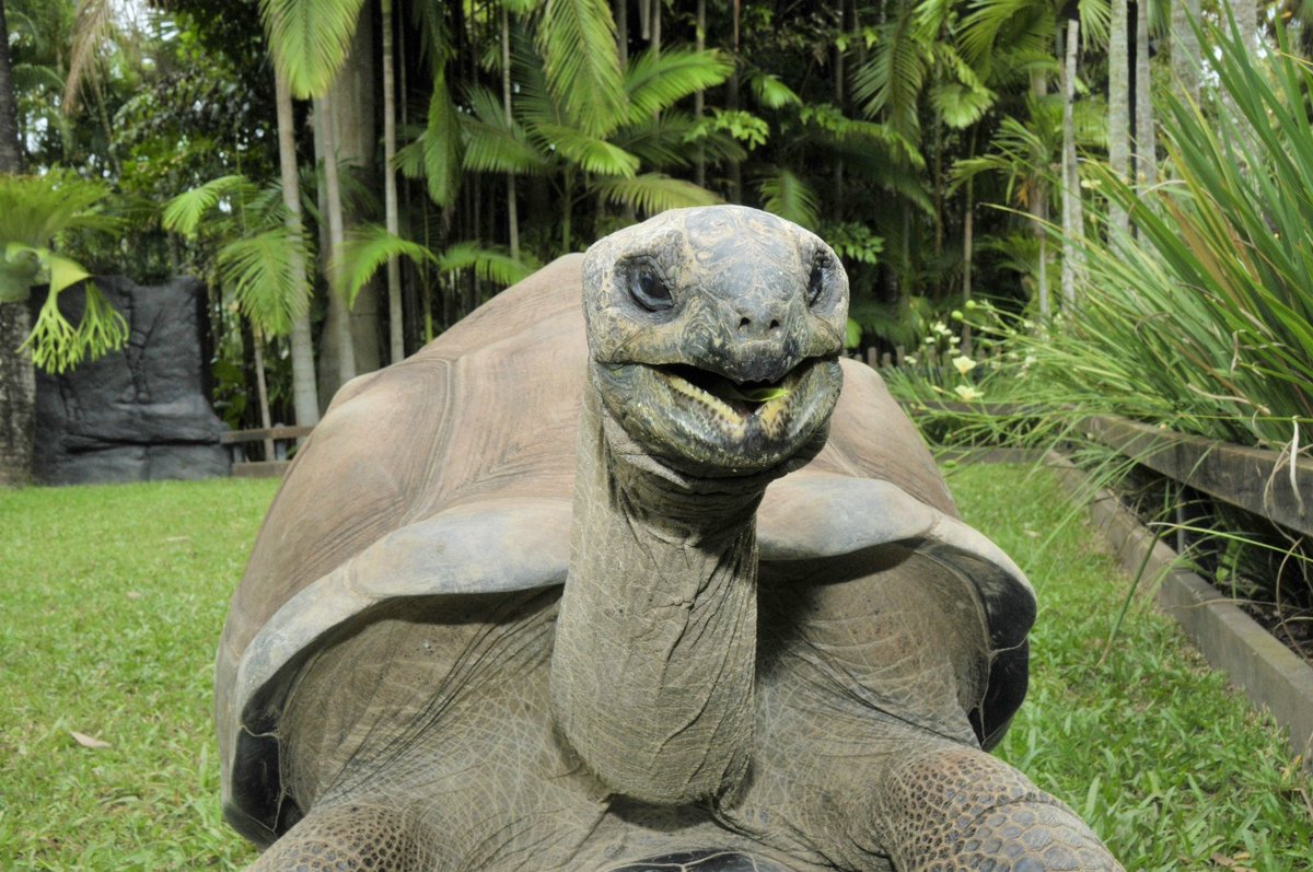 Goliath the tortoise’s face knowing that Winter Holiday Fun is here at #AustraliaZoo 😃 Visit australiazoo.com.au 🐢