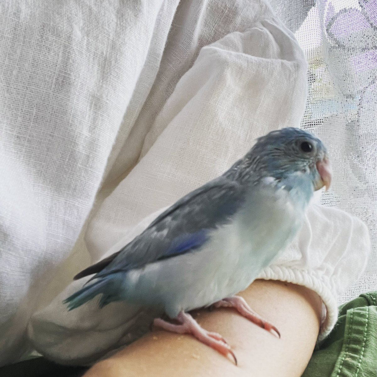 EmimaruHkjet's tweet photo. #拡散希望RTお願いします
マメルリハインコが逃げしてしまいました。場所は東京都国立市です。
2023.5.15生まれの薄いブルー（ダリュートブルー）の子です。まだ幼鳥です。
【脱走日時】2023.6.22(金曜日9時半頃）
【大きさ】10cm位
#マメルリハブルー#国立市迷子鳥 https://t.co/yJW70SoS2W