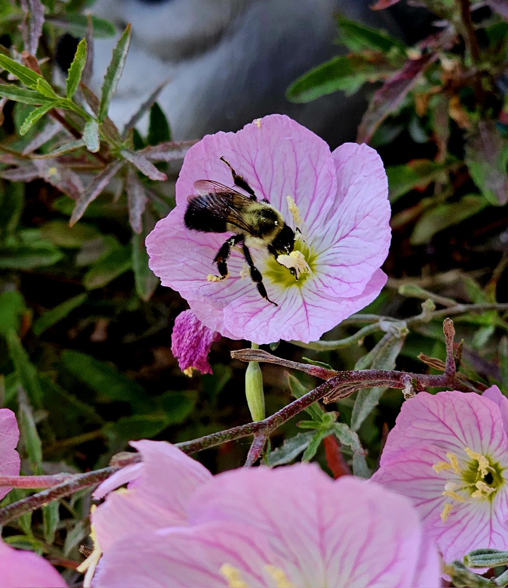 A fluffy honeybee collecting some pollen from a pink Primrose. 

#PollinatorWeek #InsectWeek #Bees #SaveTheBees #wildlifephotography